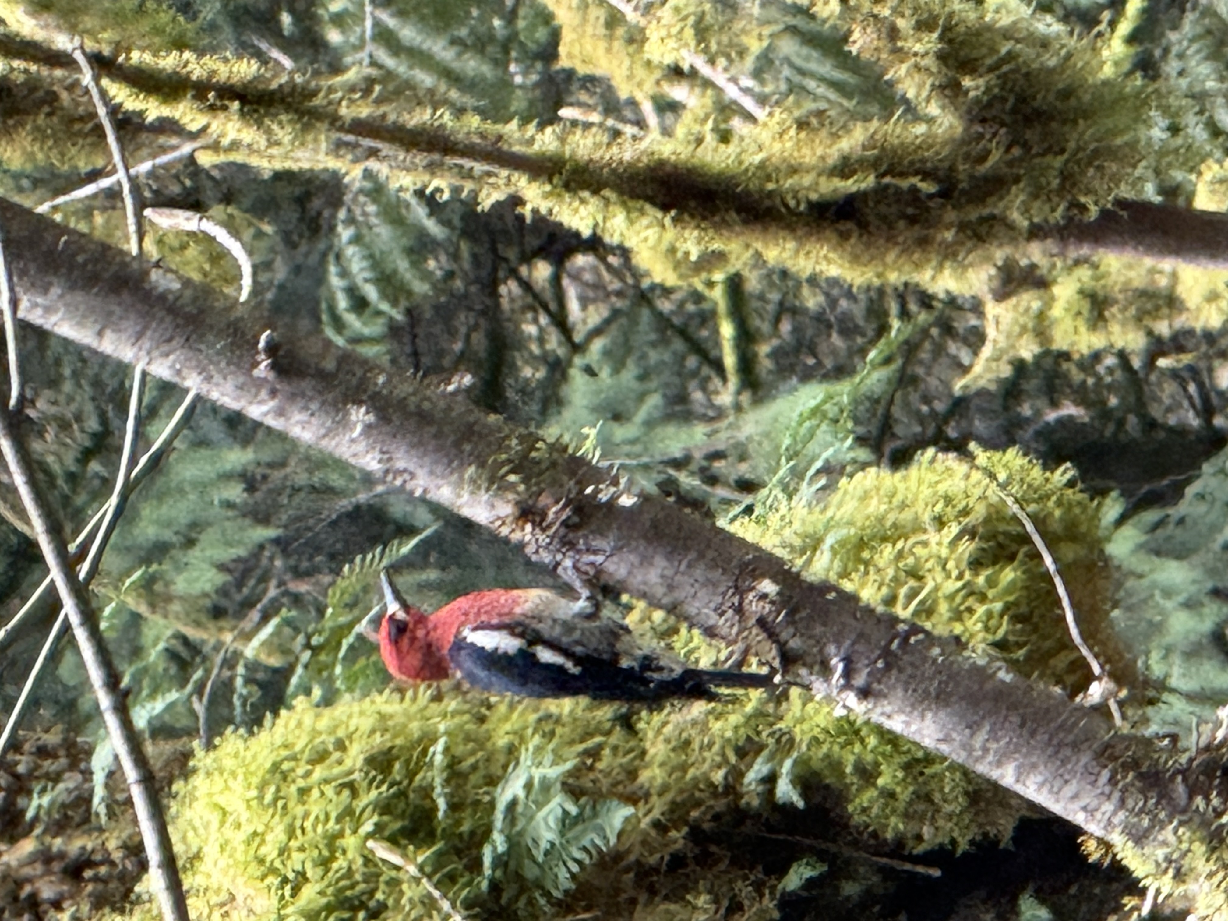 Red-breasted Sapsucker