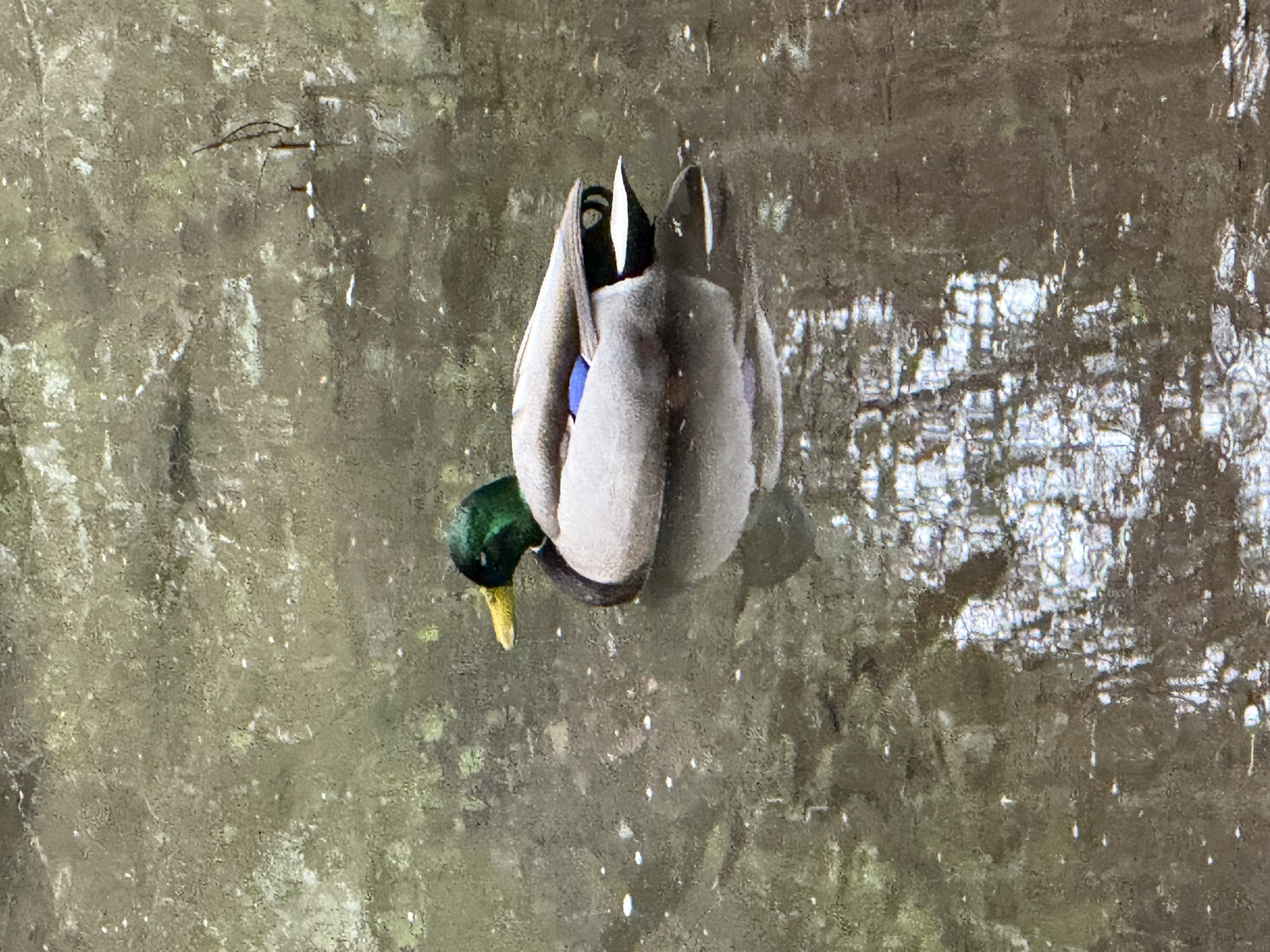 Mallard