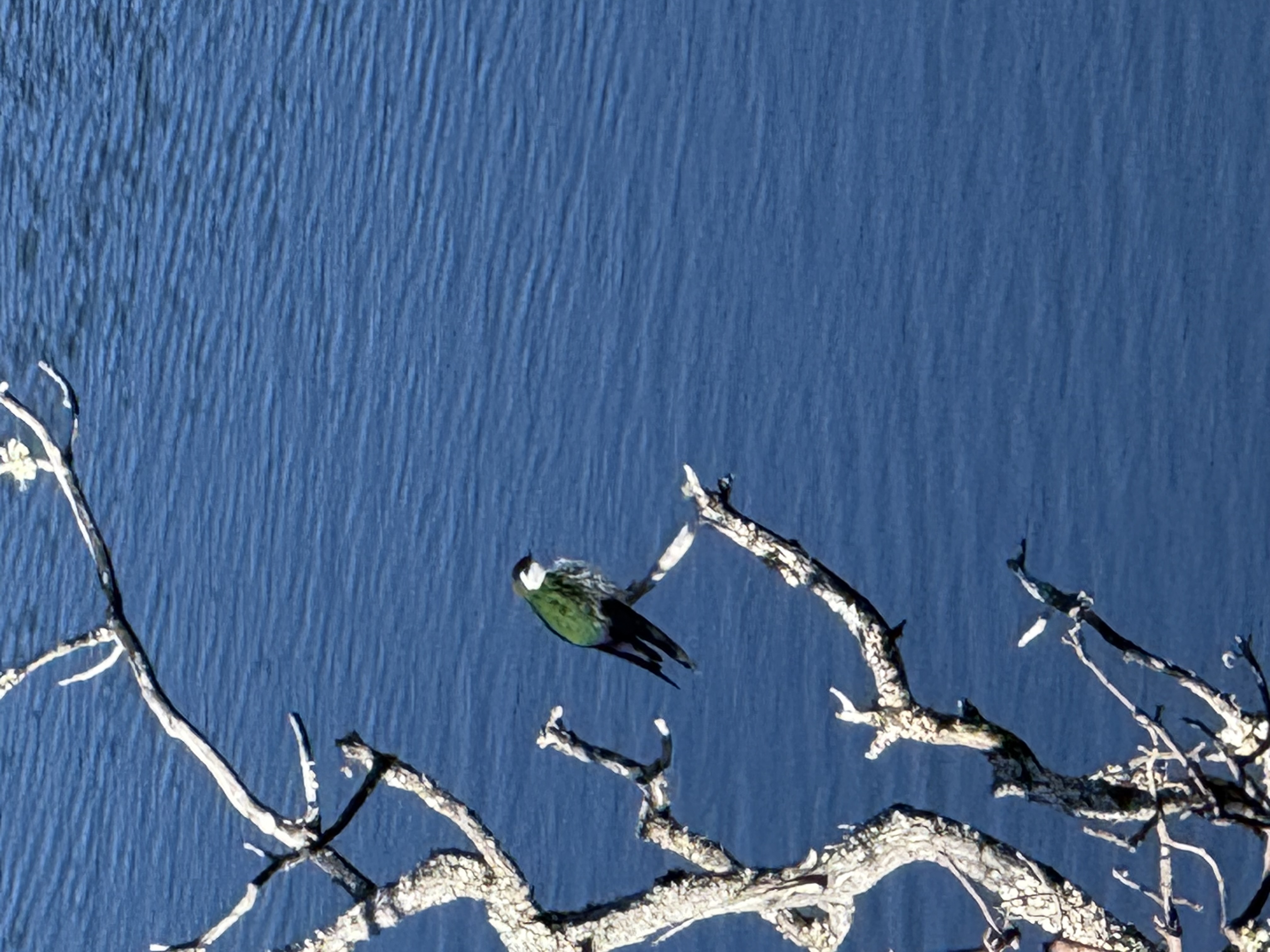 Violet-green Swallow
