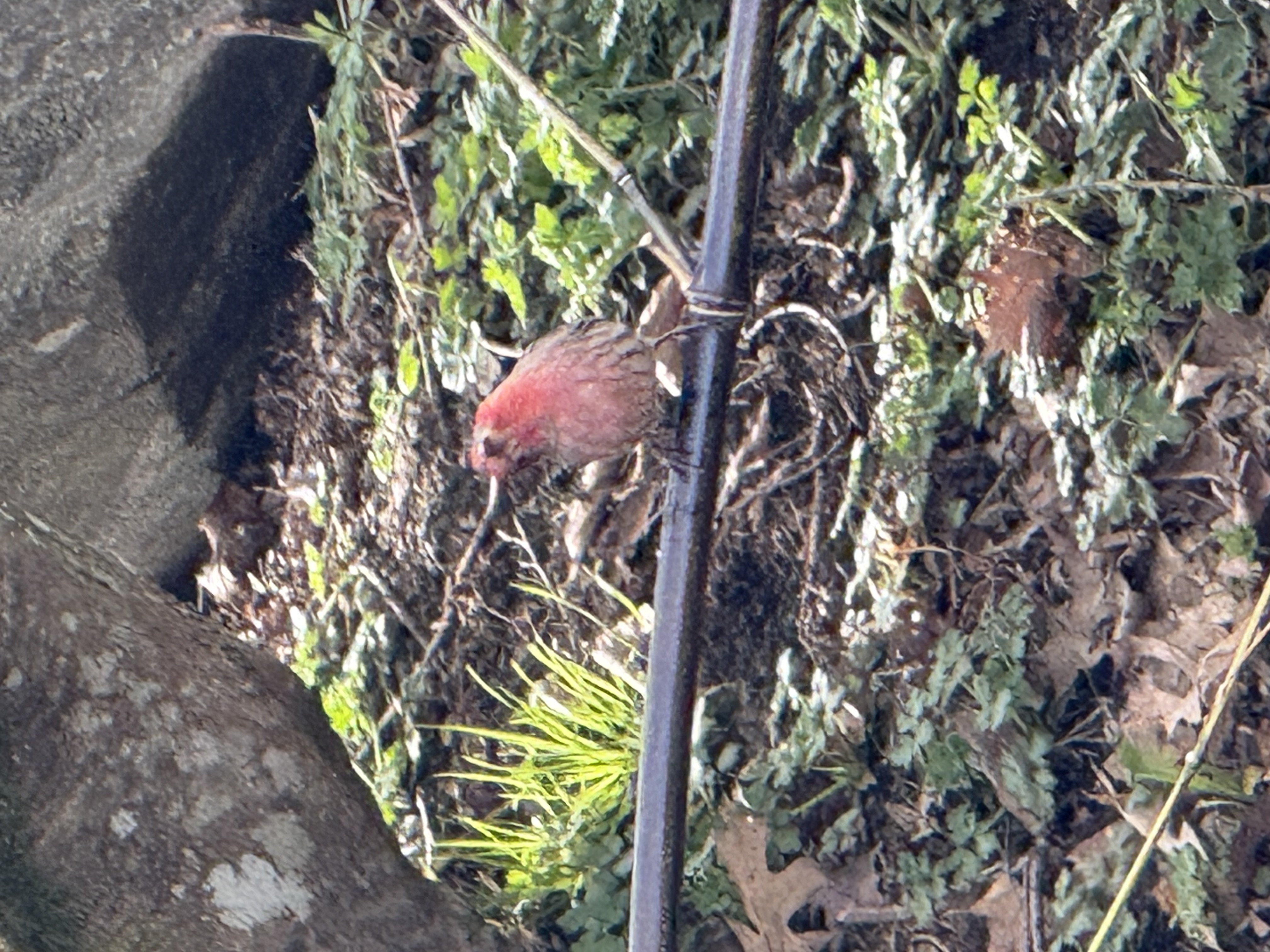 House Finch