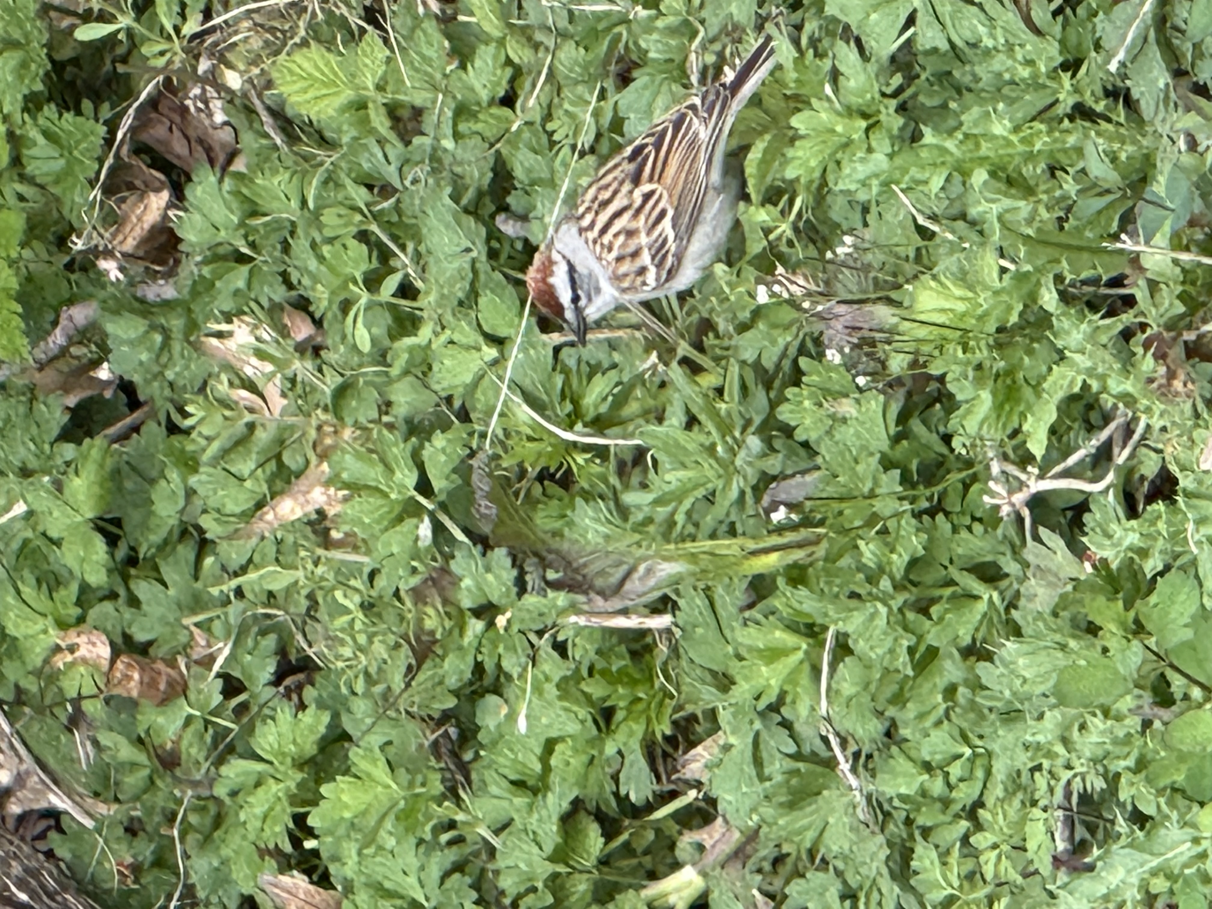 Chipping Sparrow