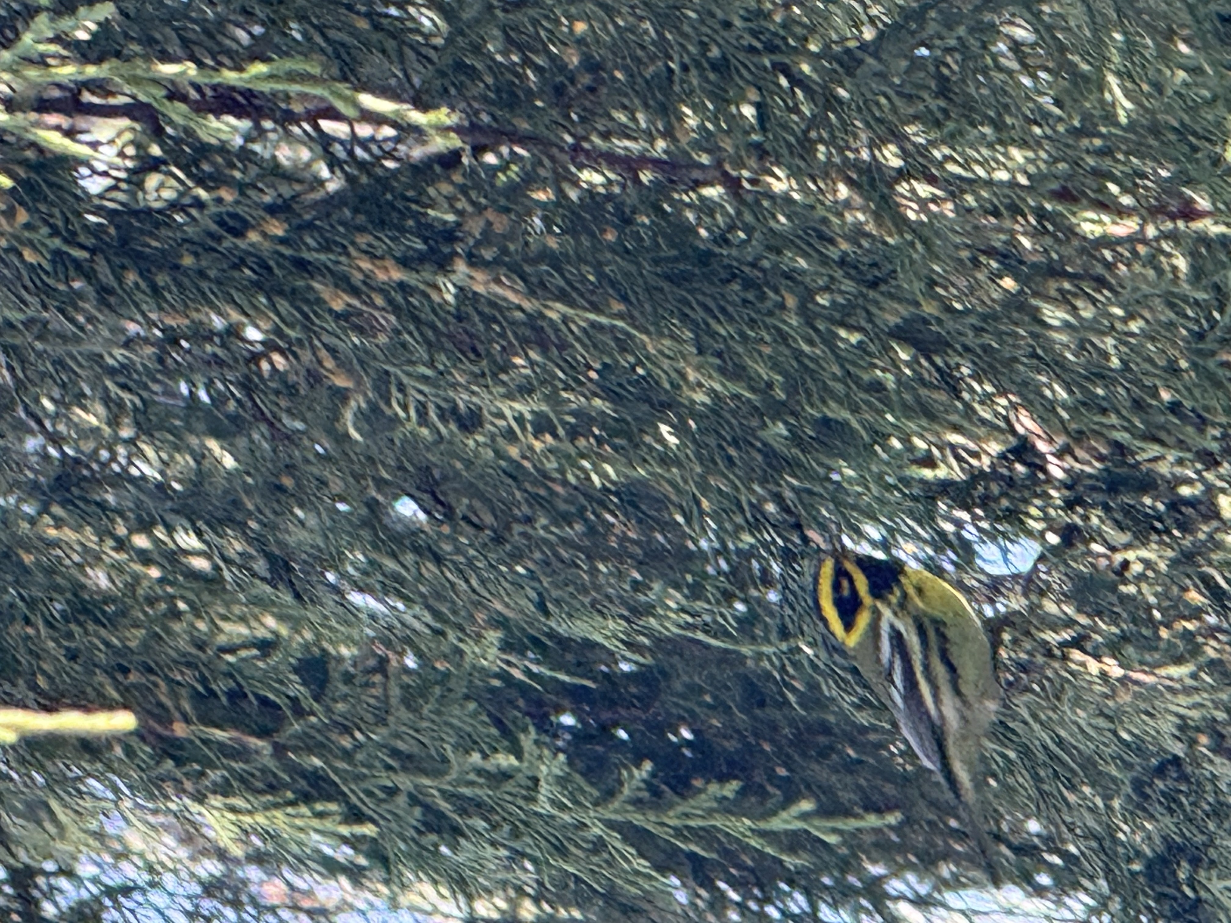 Townsend's Warbler