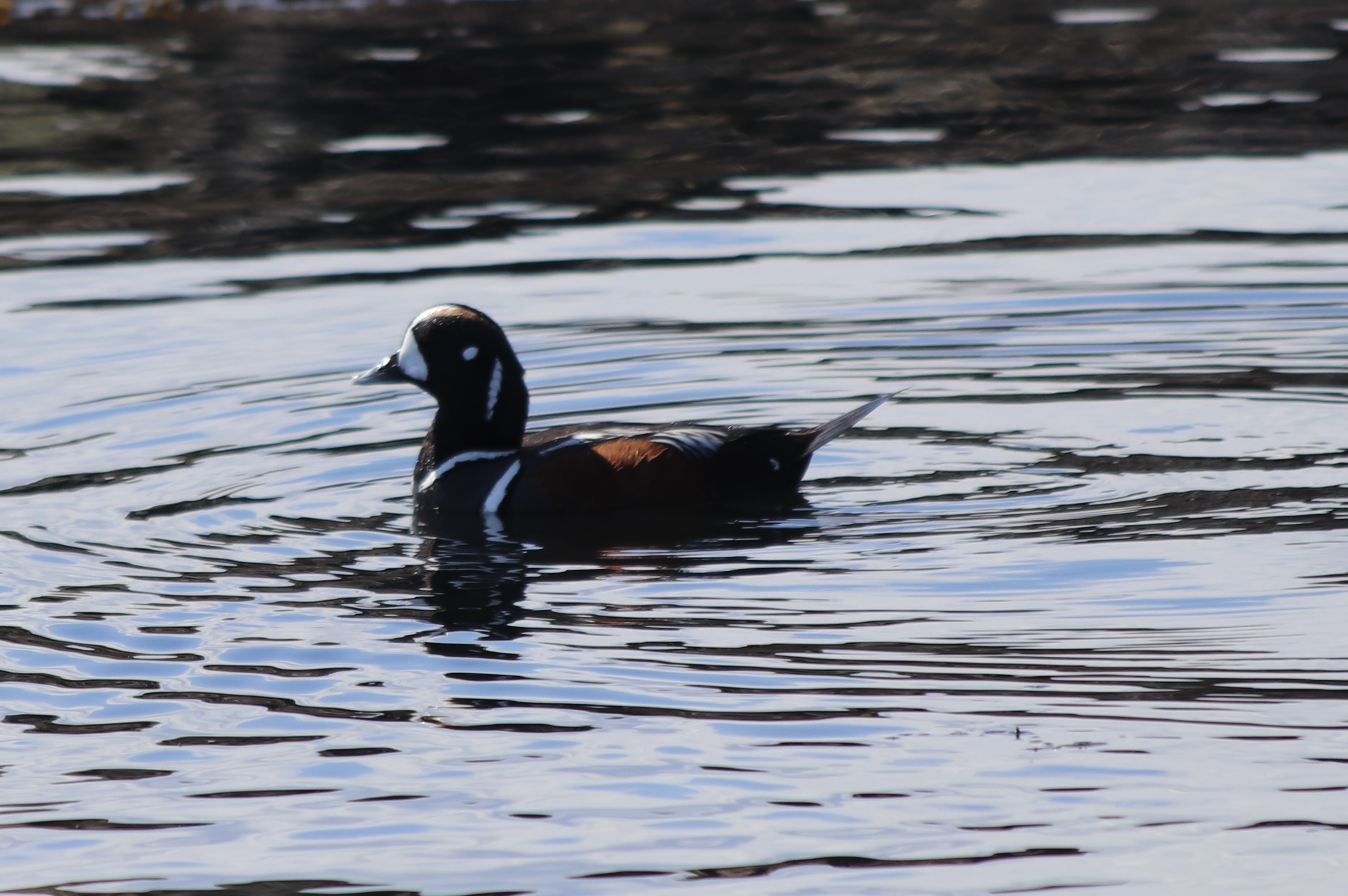 Harlequin Duck