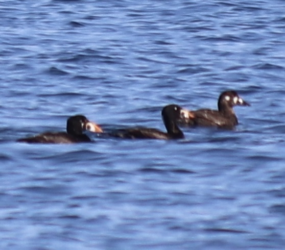 Surf Scoter