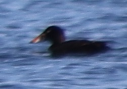 White-winged Scoter