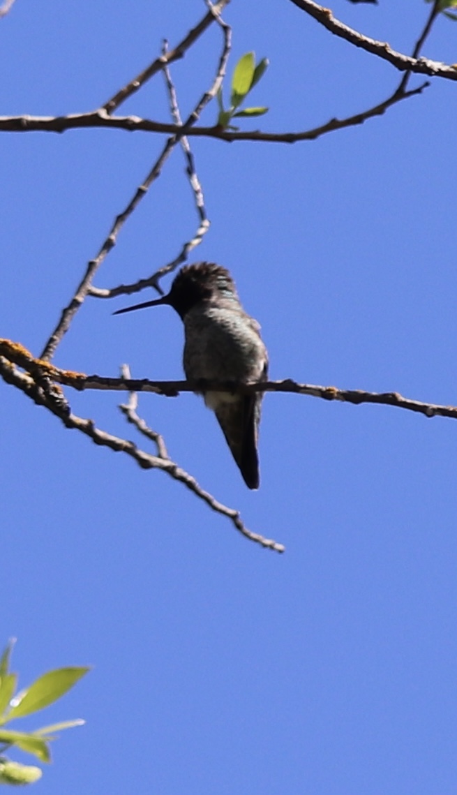 Anna's Hummingbird