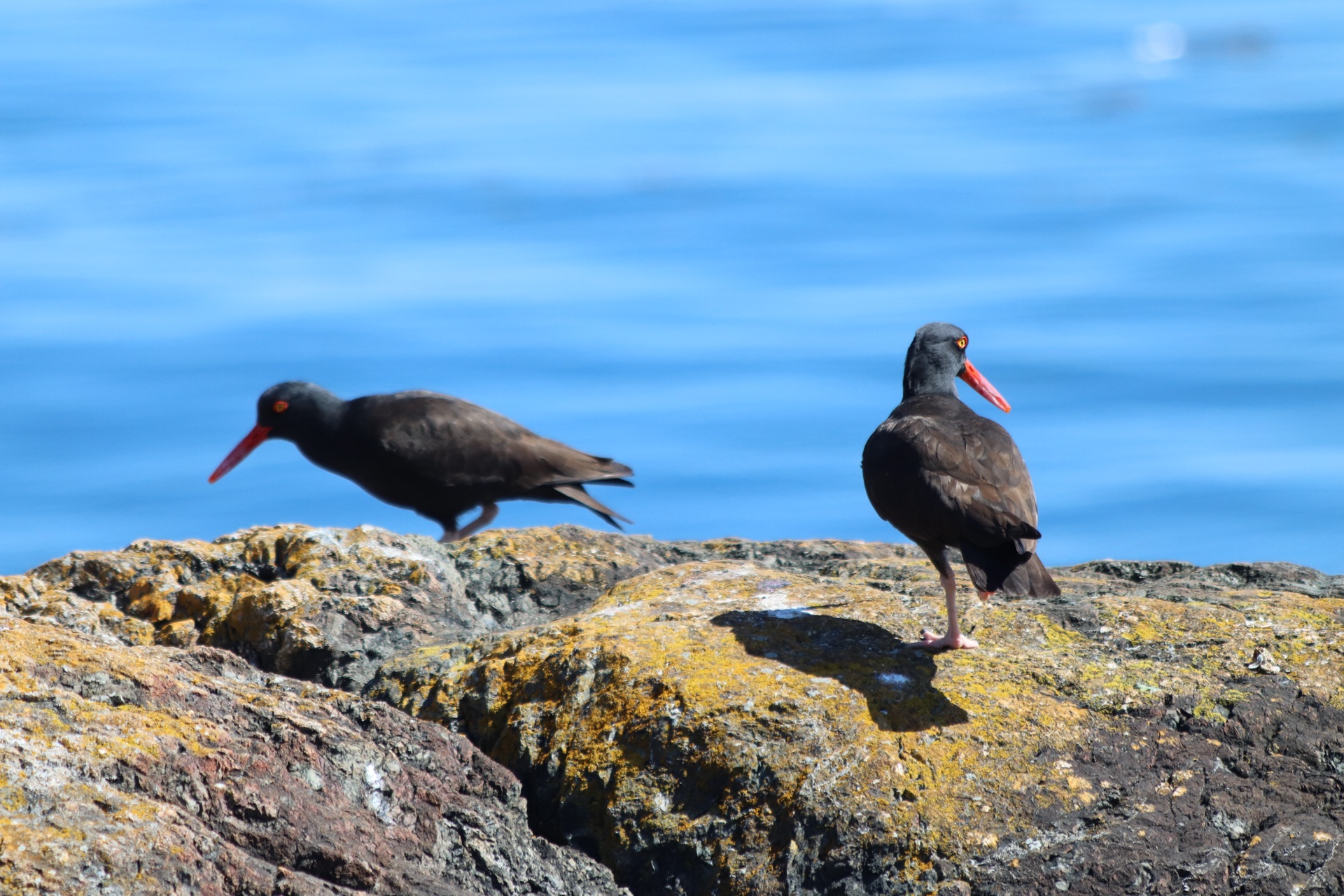 Black Oystercatcher