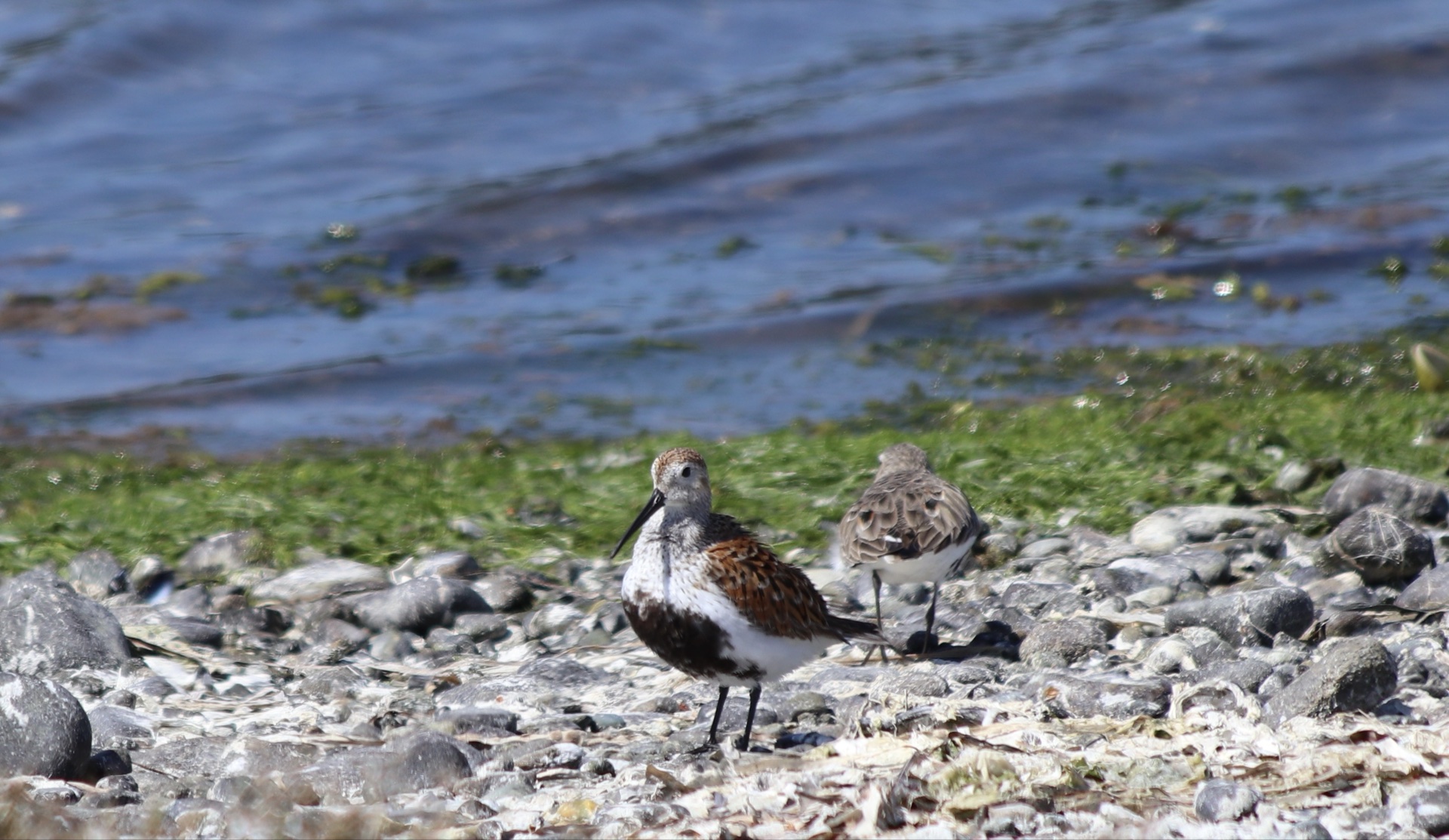 Dunlin
