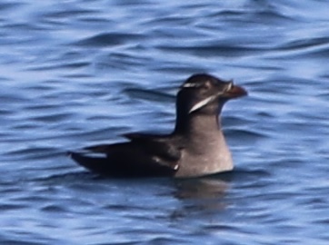 Rhinoceros Auklet