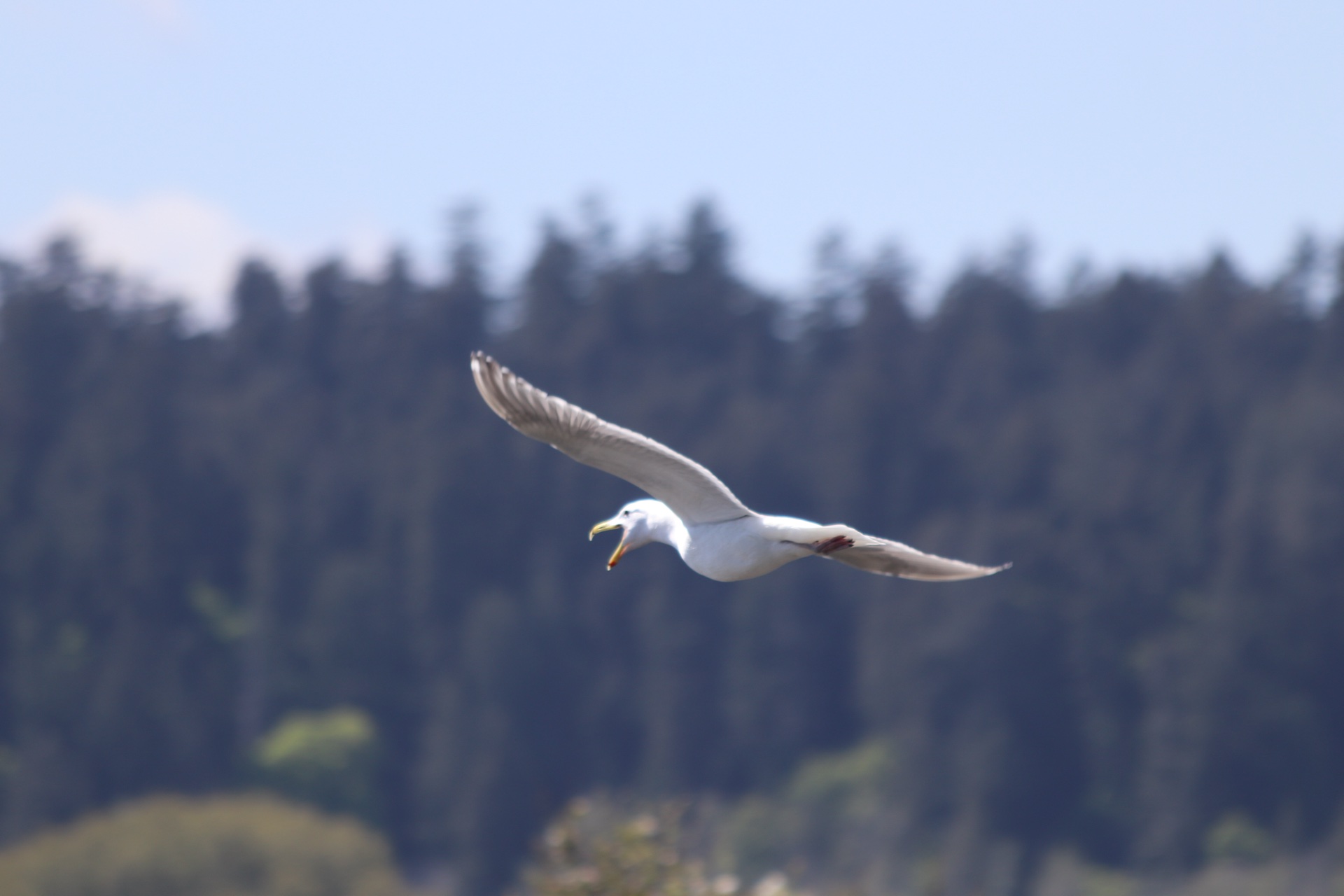 Glaucous-winged Gull