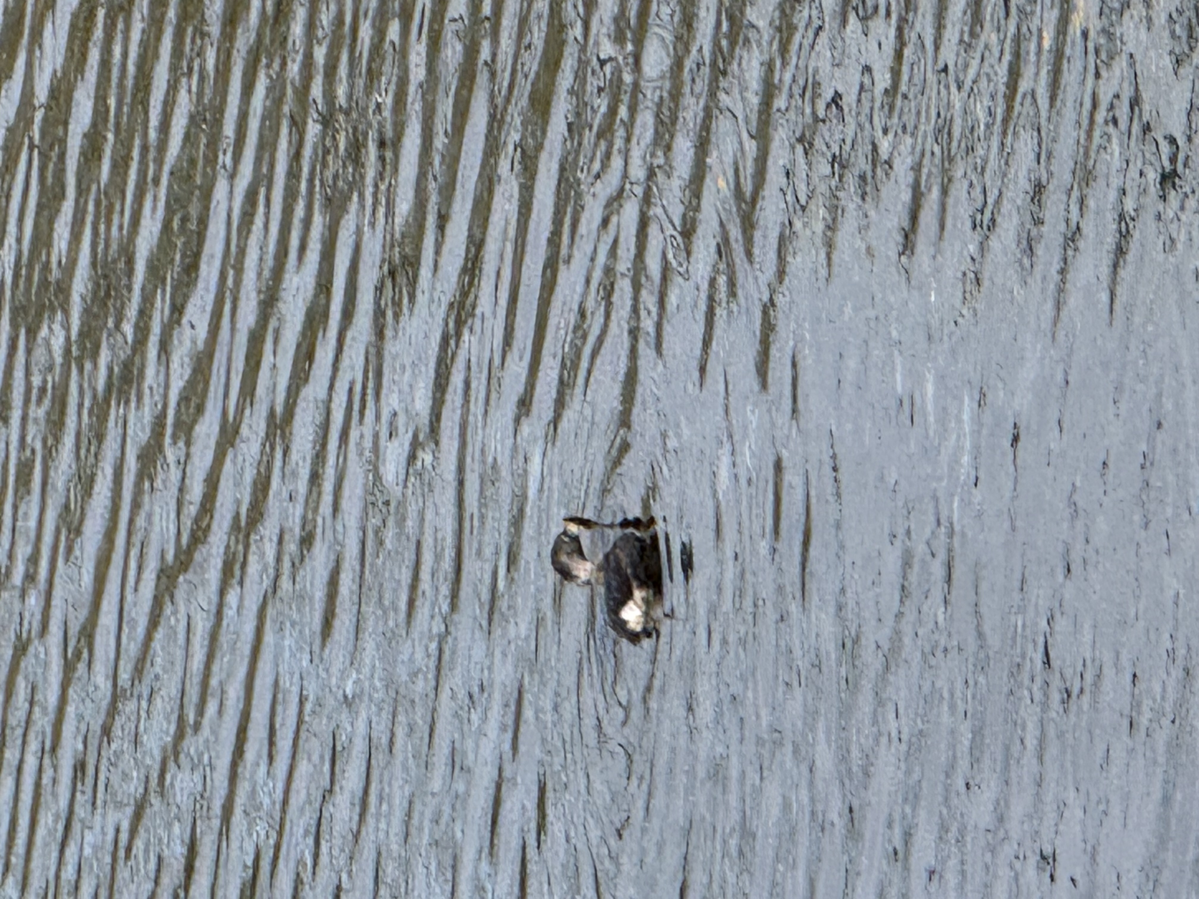 Pied-billed Grebe