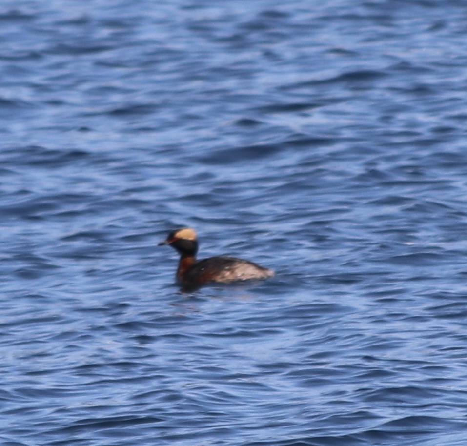 Horned Grebe