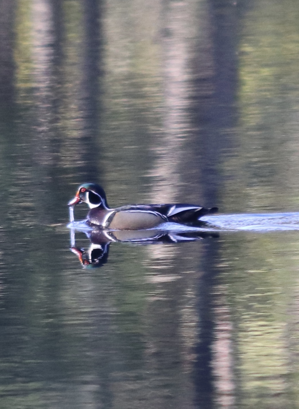 Wood Duck