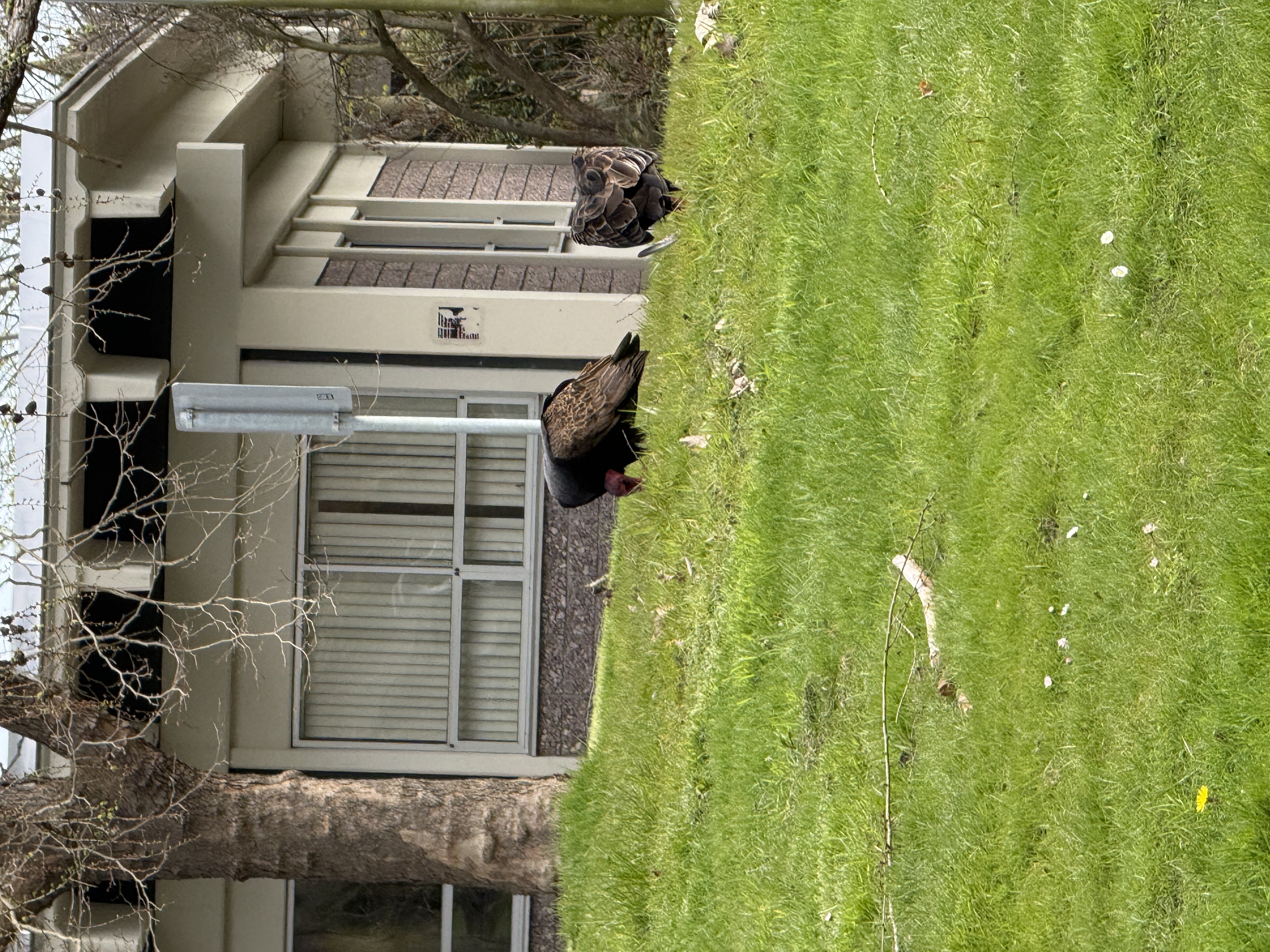 Turkey Vulture