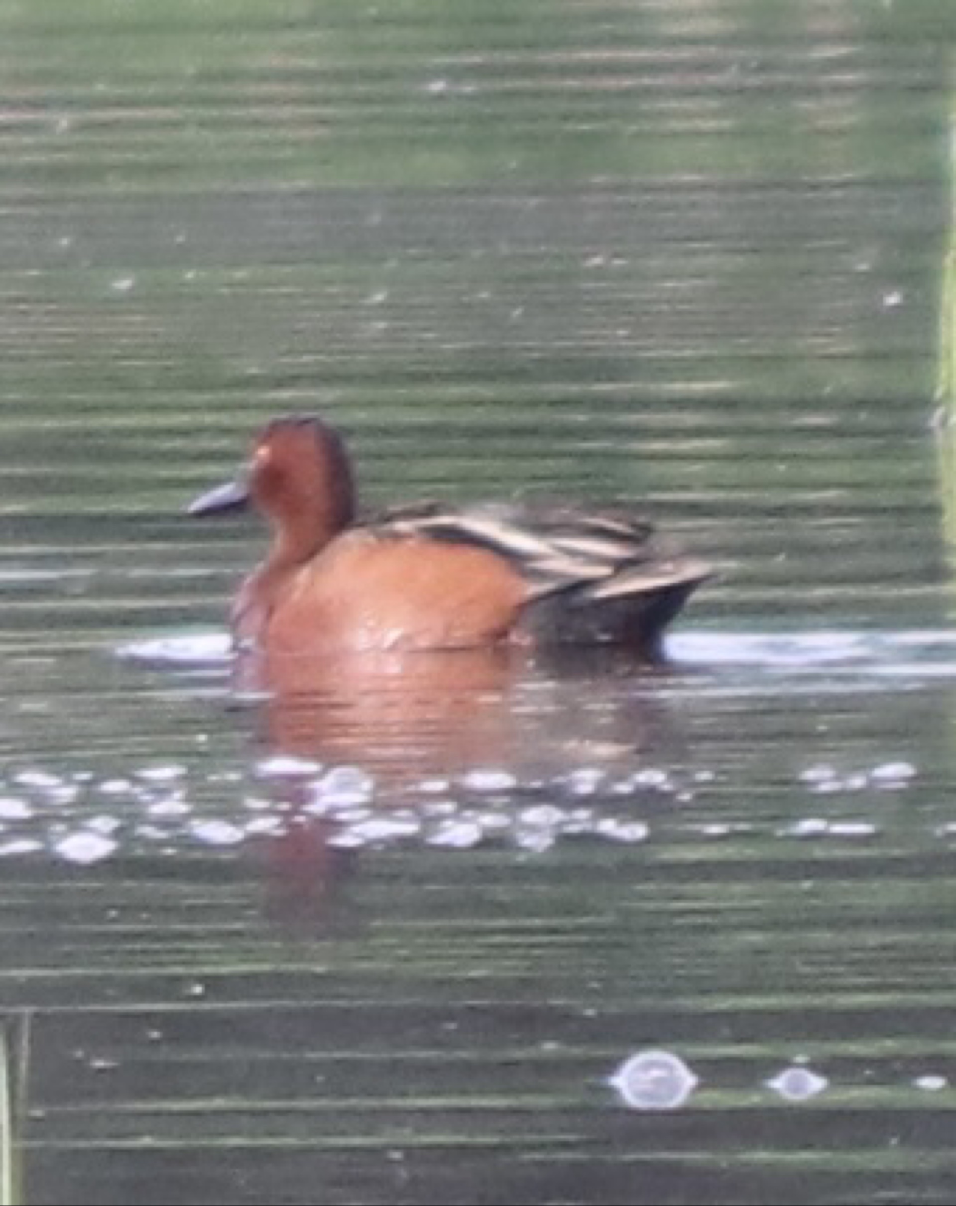 Cinnamon Teal