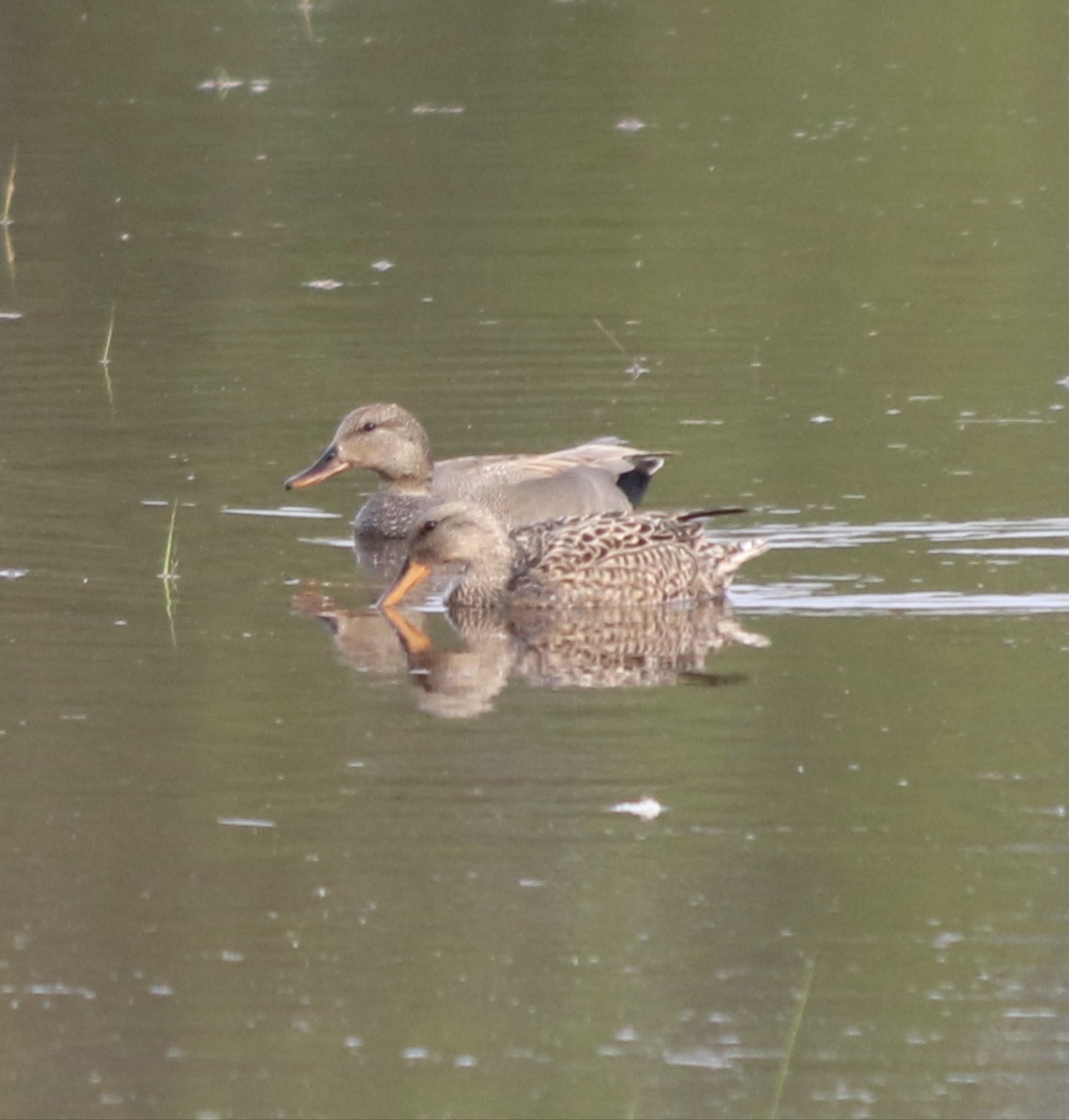 Gadwall