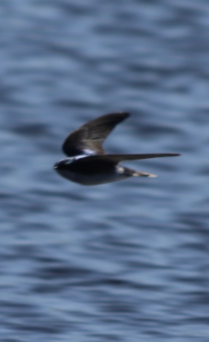 Tree Swallow