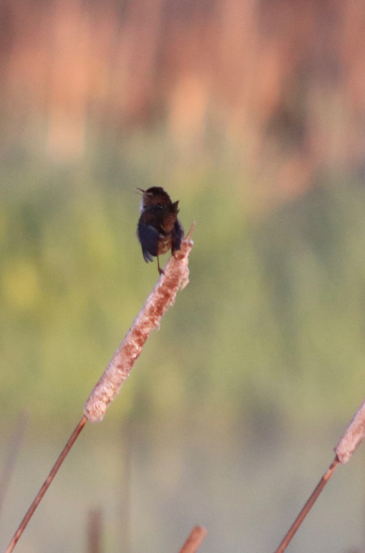 Northern House Wren