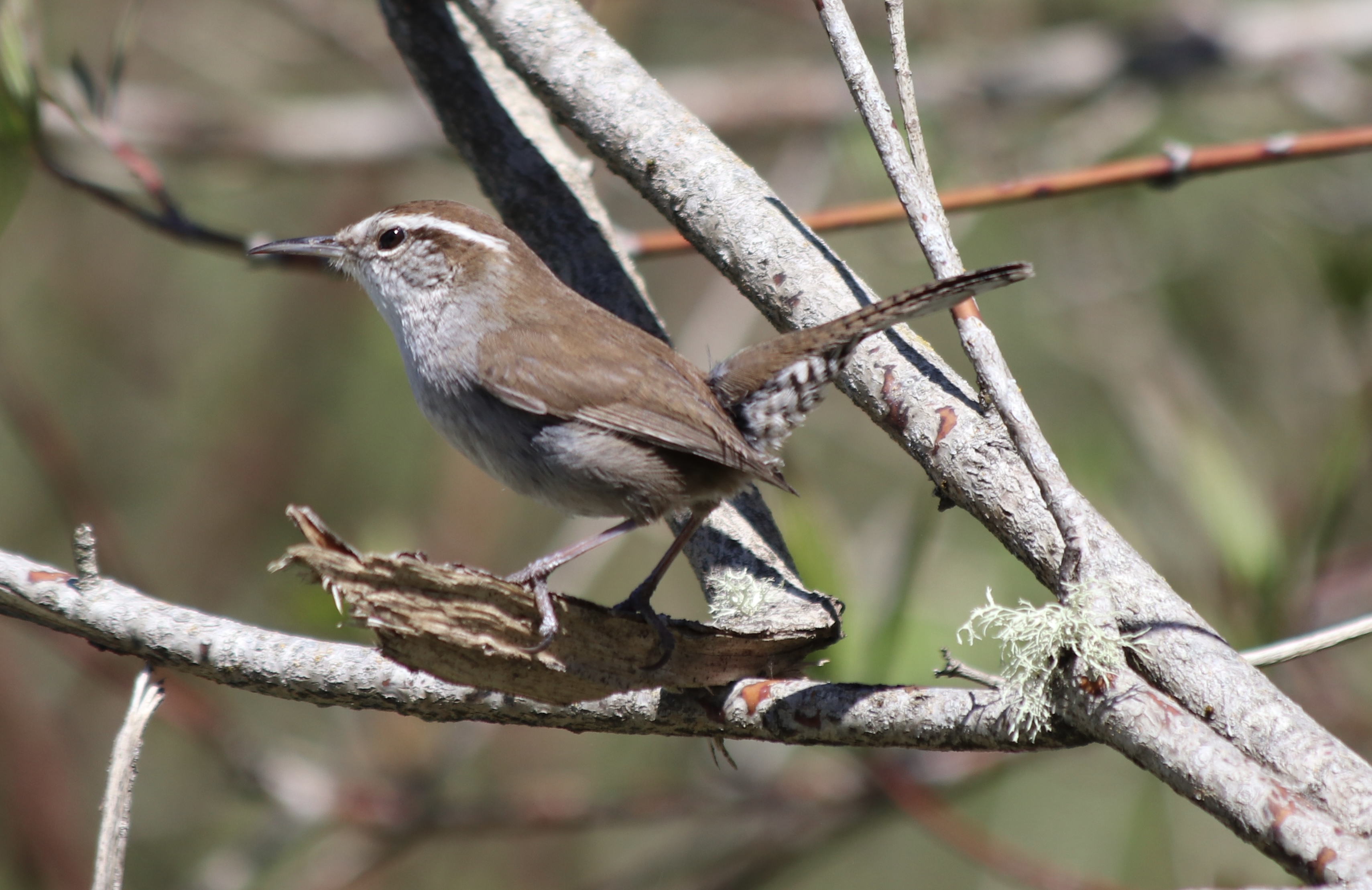 Bewick's Wren