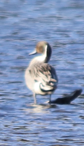 Northern Pintail