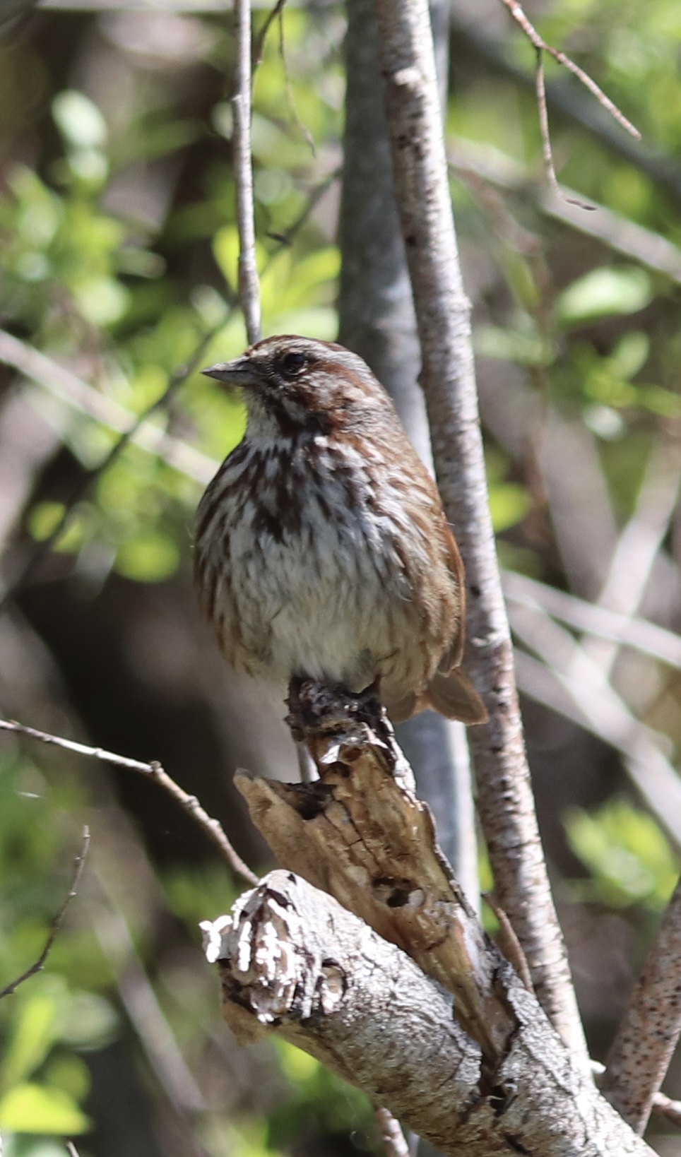 Song Sparrow