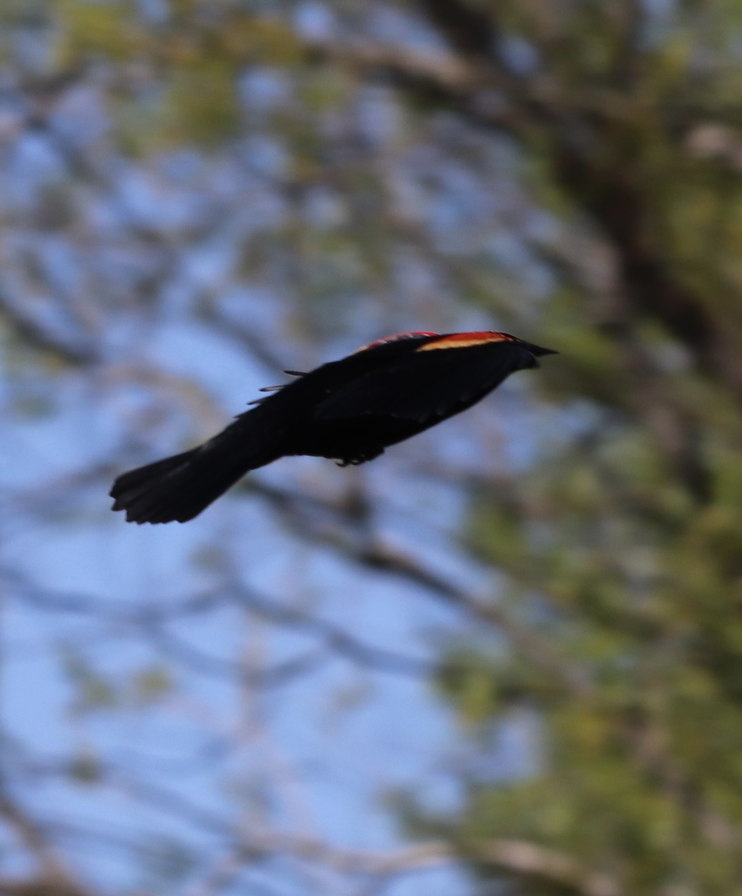 Red-winged Blackbird