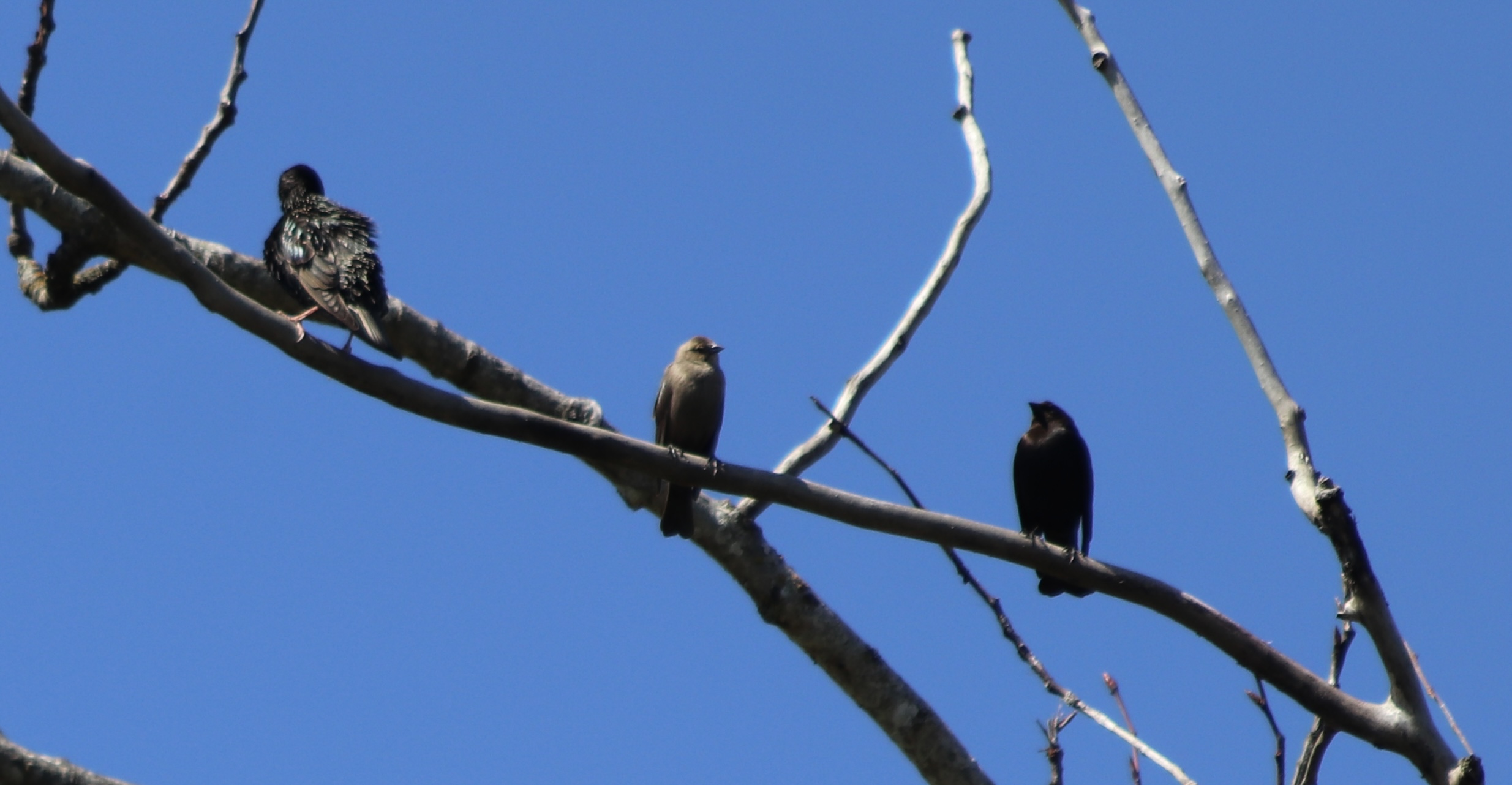 Brown-headed Cowbird