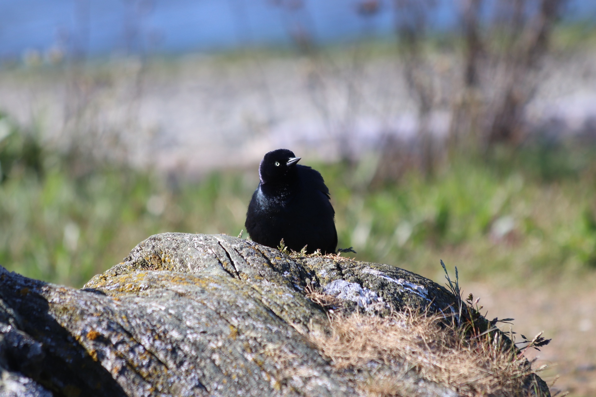 Brewer's Blackbird