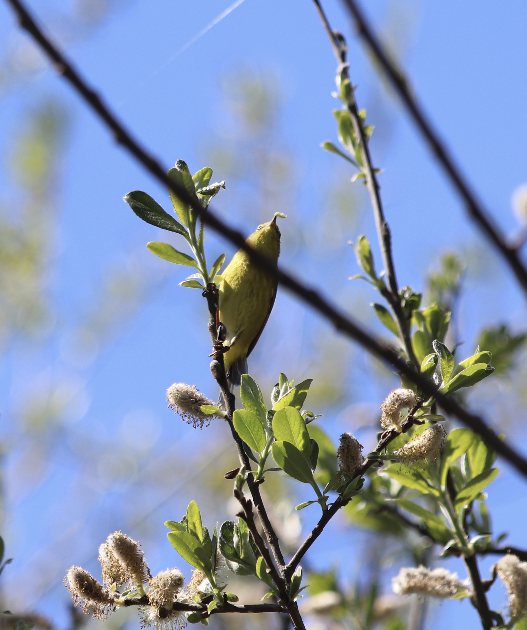 Orange-crowned Warbler