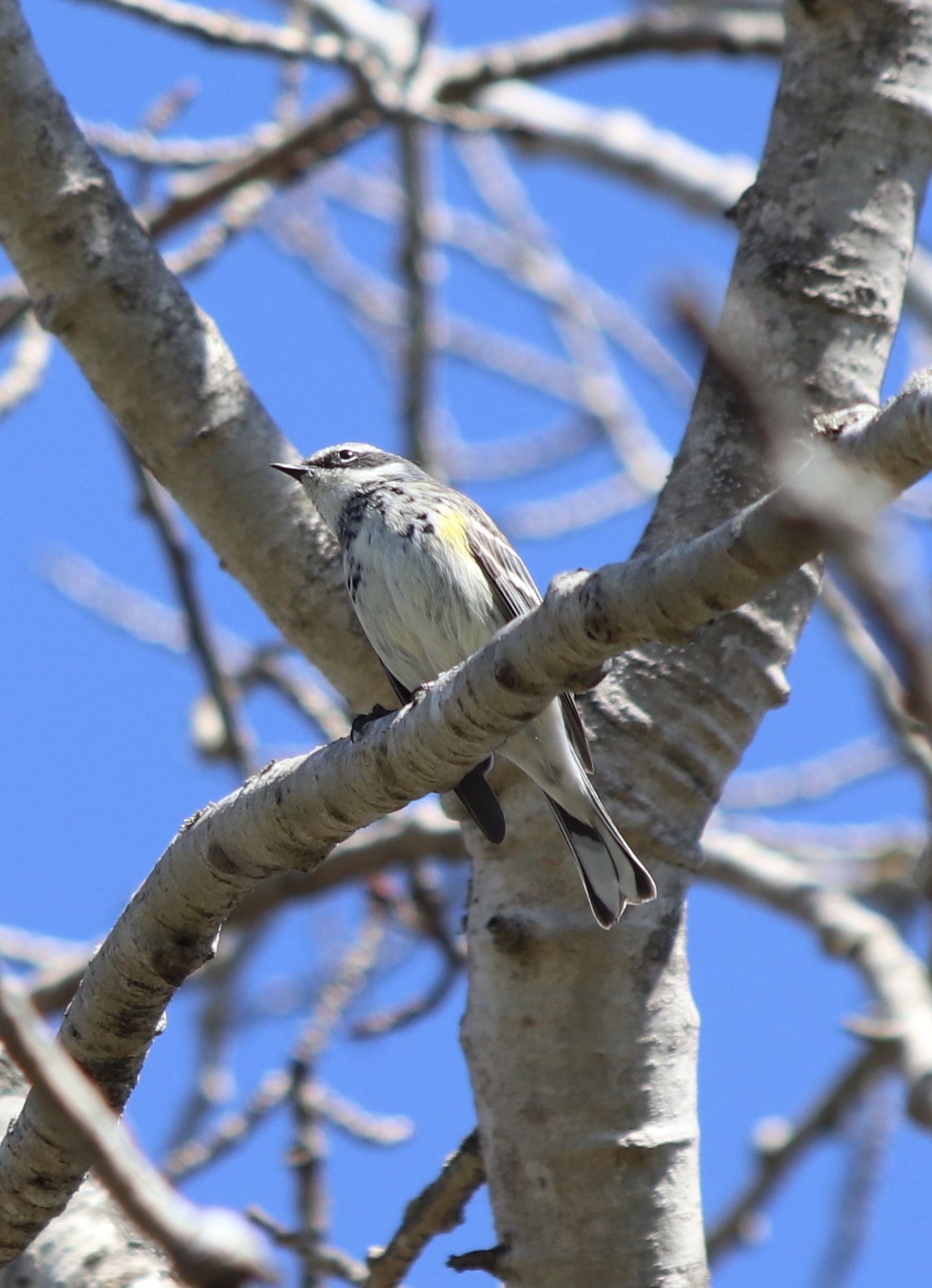 Yellow-rumped Warbler