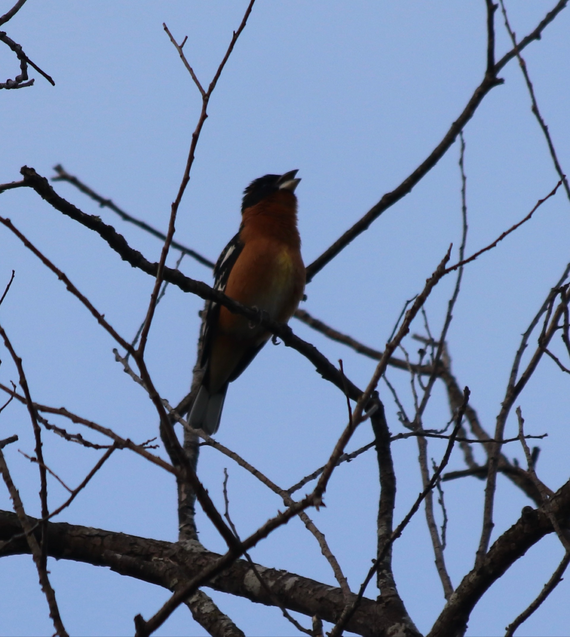Black-headed Grosbeak