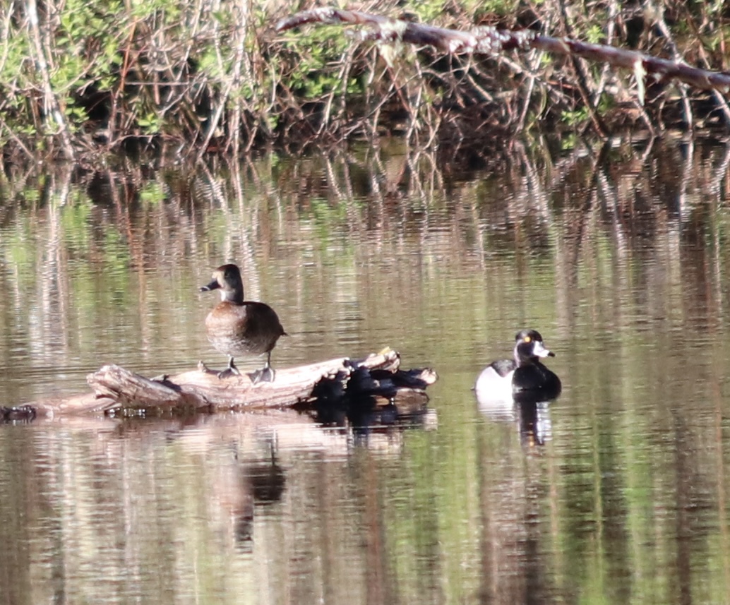 Ring-necked Duck
